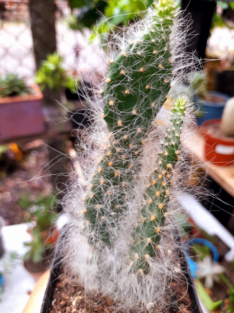 Opuntia orbiculata